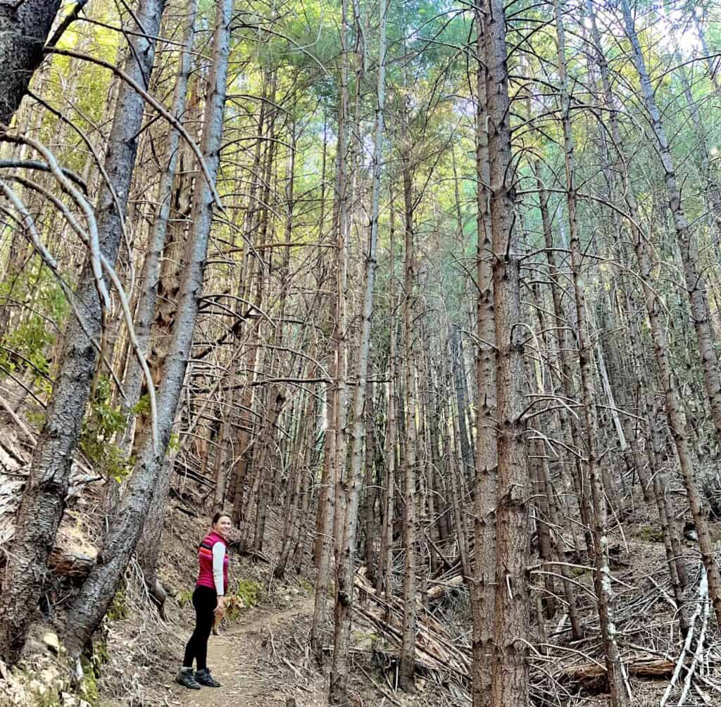 Woman in hiking books and vest with a golden retriever dog standing on a trail surrounding by tower young pines.