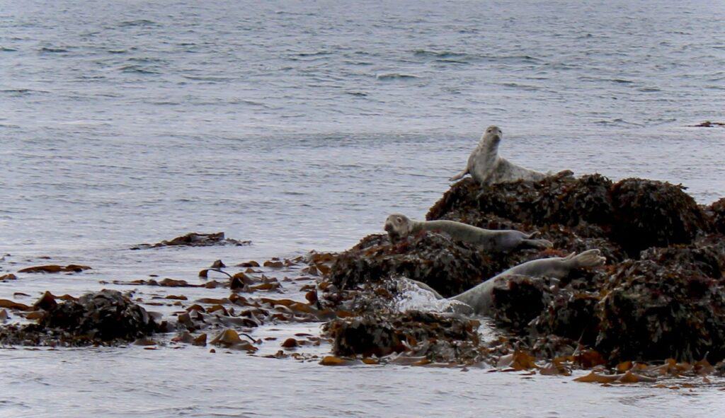 Seals are resting on seaweed-covered rocks near the shoreline, with calm water surrounding them.