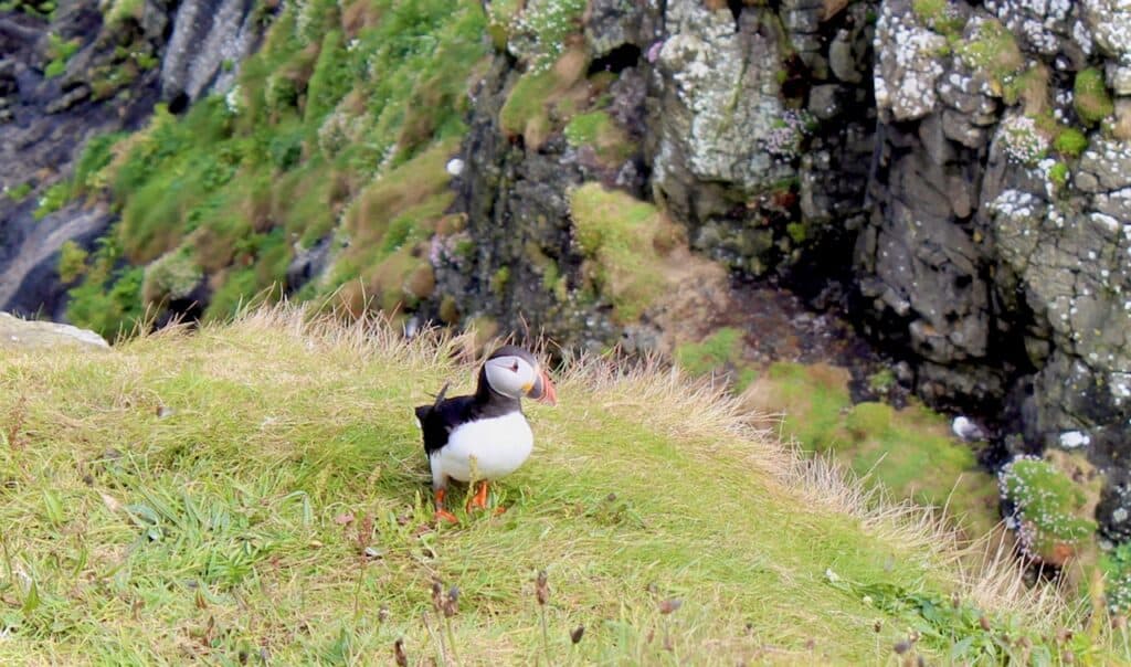 A single puffin in Scotland stands on a grassy hill near the rocky shoreline, looking slightly upward with the sea visible in the background.