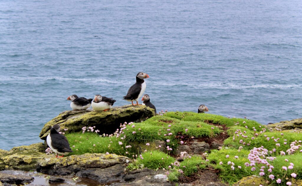 A group of puffins in Scotland resting on a grassy, flower-covered cliff by the sea, with the vast blue ocean in the background.