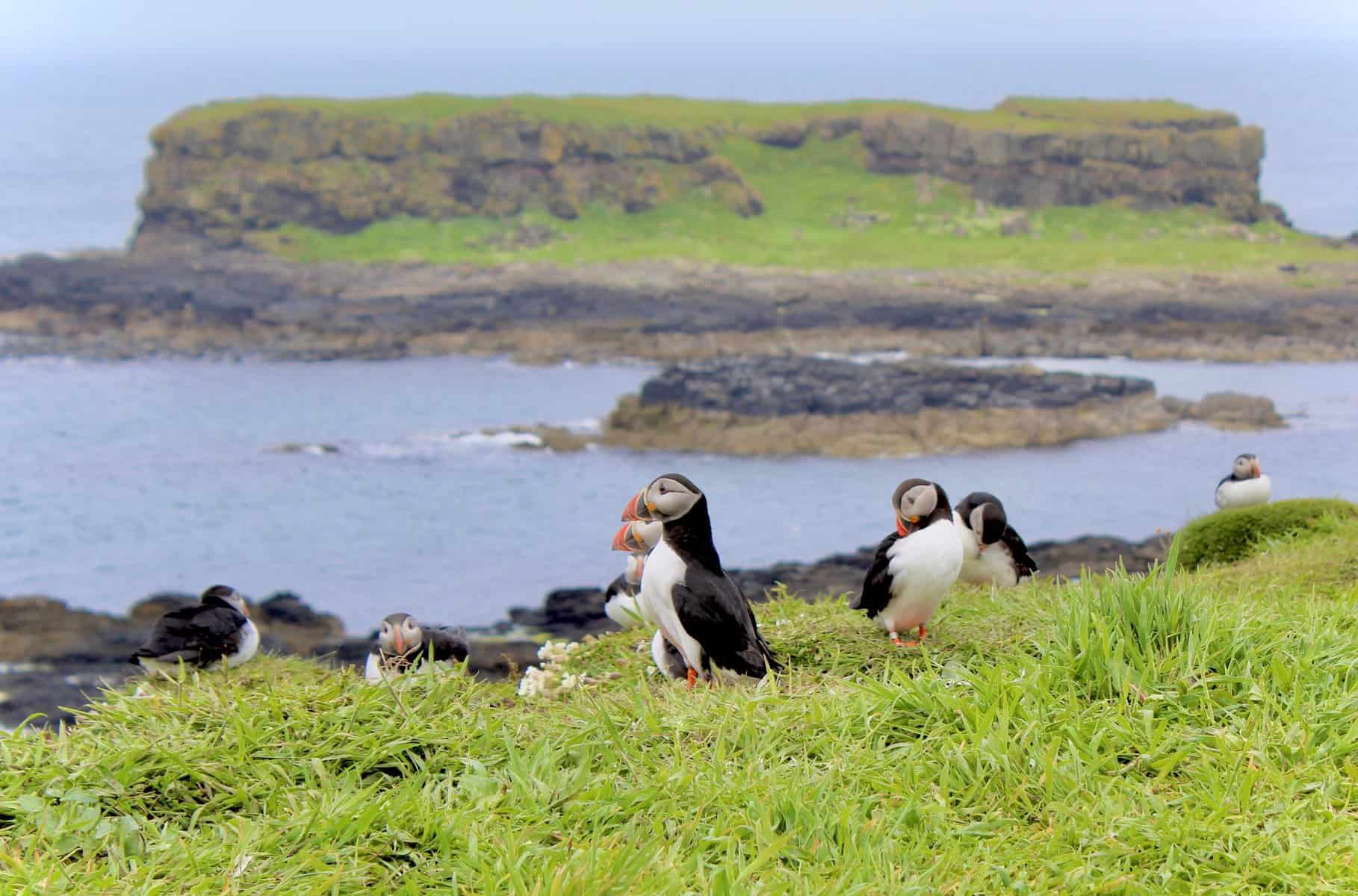 puffins in scotland