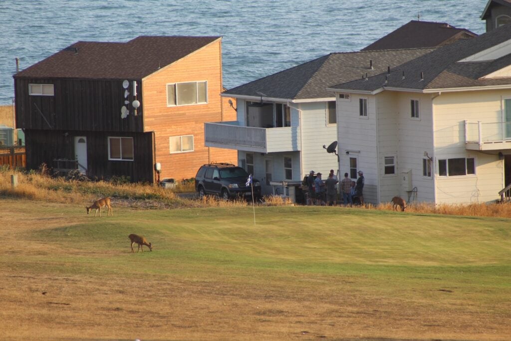 Three deer graze around a golf green in Shelter Cove with residential homes nearby.