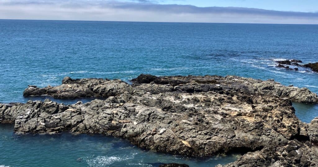 Over 30 seals lying on a large gray rock in Shelter Cove with blue waters surrounding the rock.