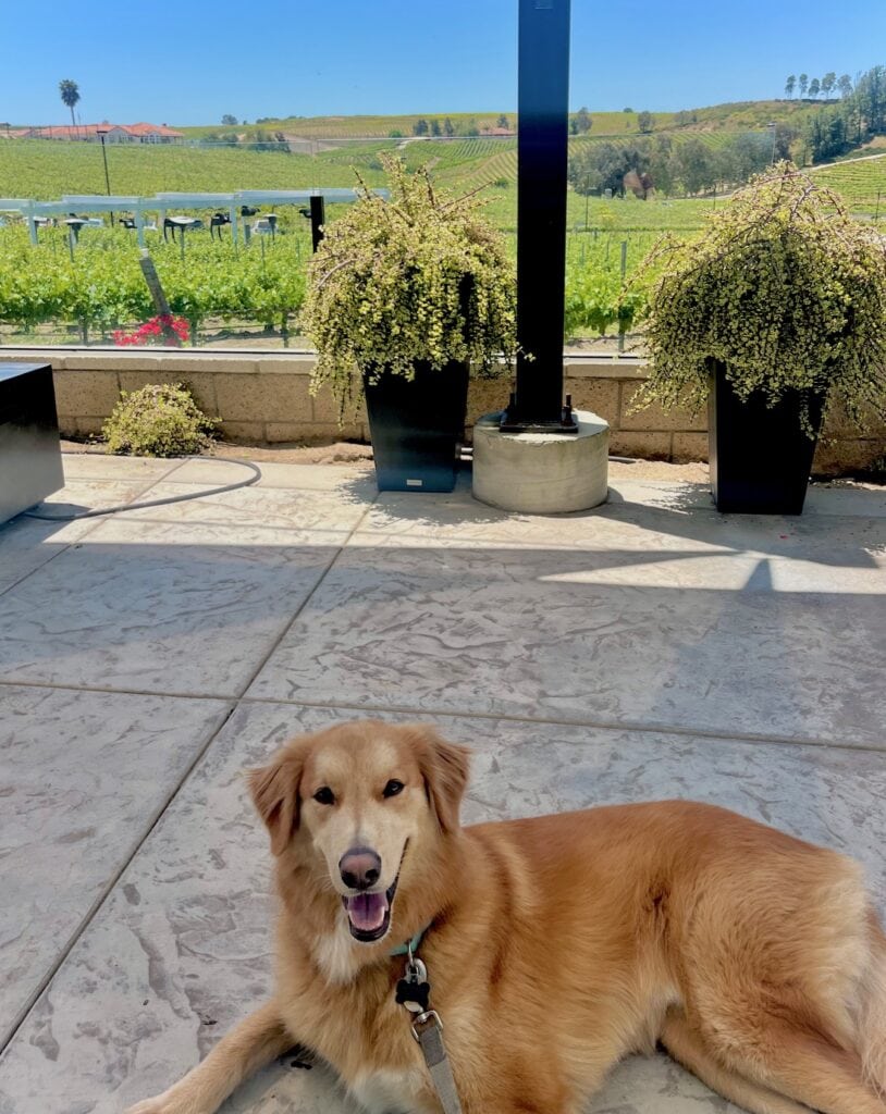 A happy golden retriever lies on a shaded patio with a scenic vineyard in the background. The dog smiles with its tongue out, enjoying the peaceful surroundings of the vineyard and potted plants.