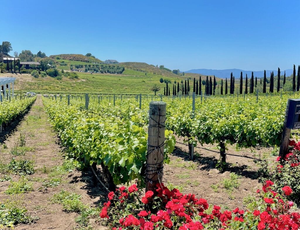 A close-up view of a vineyard in Temecula under a bright blue sky. Rows of grapevines stretch into the distance, flanked by vibrant red flowers in the foreground and tall cypress trees in the background.