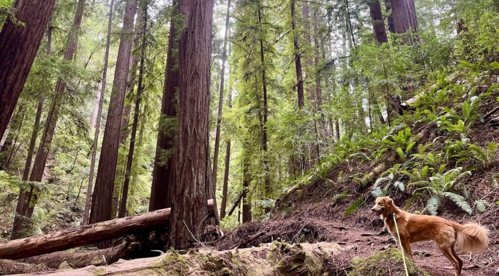 A golden retriever stands on a dirt path that is surrounded by moss, ferns, and redwood trees.