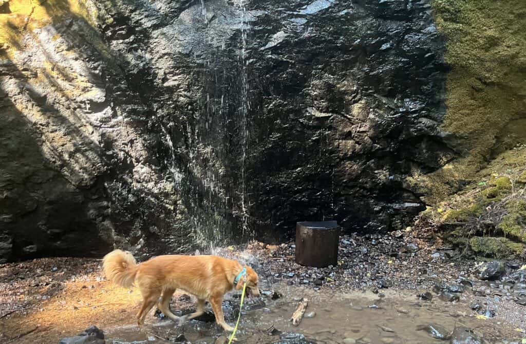 A golden retriever walks in a small pool of water seemingly formed by a small waterfall cascading down a boulder. 