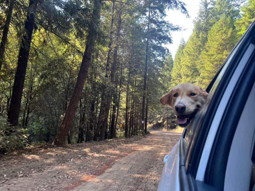 A golden retriever sticks his head out of the back seat of a car window. He is smiling and and there are trees lining the road.