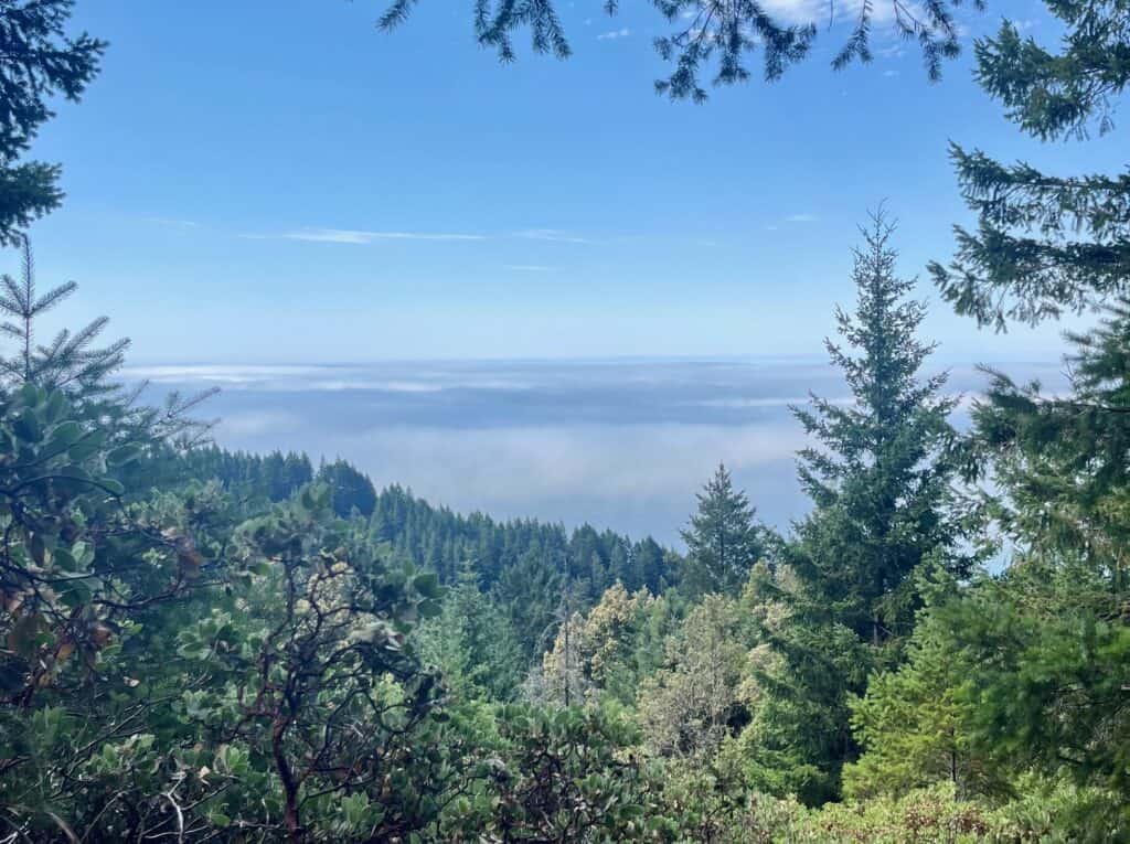 A mountain Vista showing towering pine trees and overlooking the ocean which is covered with a thin layer of clouds.