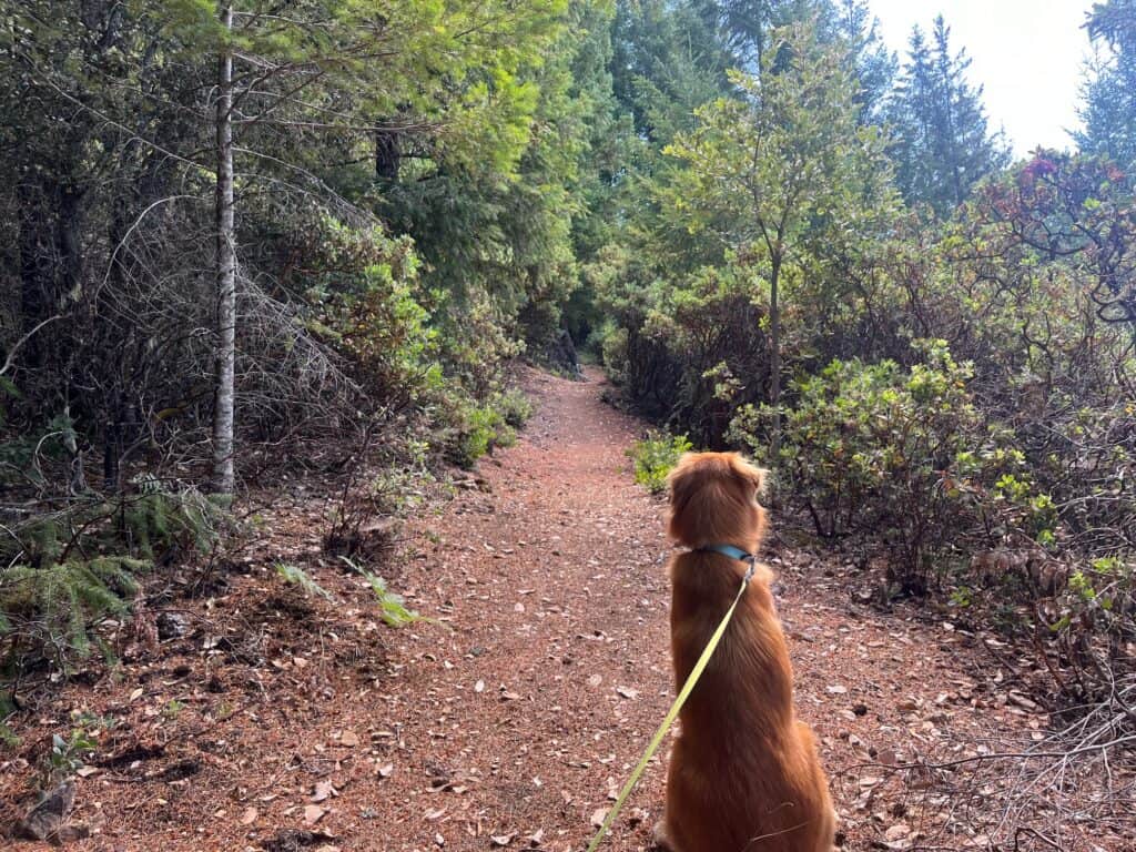 A golden retriever sits facing the trail that is surrounded with lush vegetation.