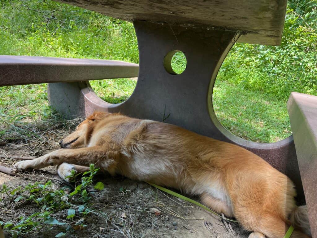 Golden retriever lays underneath a concrete picnic table in Humboldt Redwoods State Park, an area without any dog-friendly redwoods hikes.