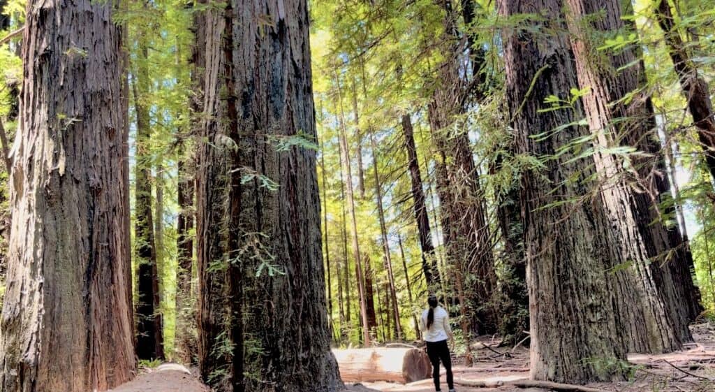 A woman in a white long sleeved shirt stands next to the towering redwood trees at a stop on the Avenue of Giants.