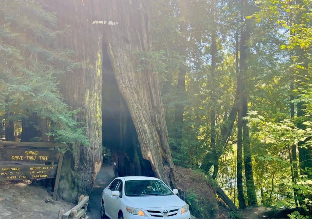 A car drives through the Shrine Drive-Thru Tree, a massive redwood tree with a tunnel carved through its base. A wooden sign to the left of the tree displays the tree's age of 3000 years, height of 275 feet, diameter of 21 feet, and circumference of 64 feet. The location is Myers Flat, California.