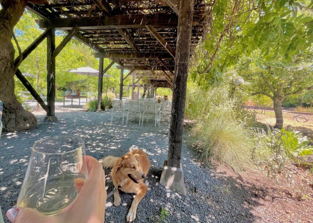 A hand holding a glass of wine at Frog's Leap, one of the best dog friendly wineries in Napa, with a golden retriever lying on the ground looking at the nearby garden.