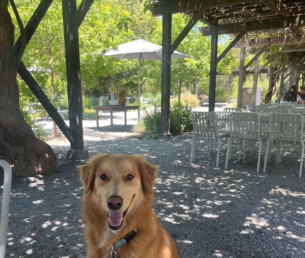 Golden retriever smiles at Frog's Leap, one of the top dog friendly wineries in Napa.