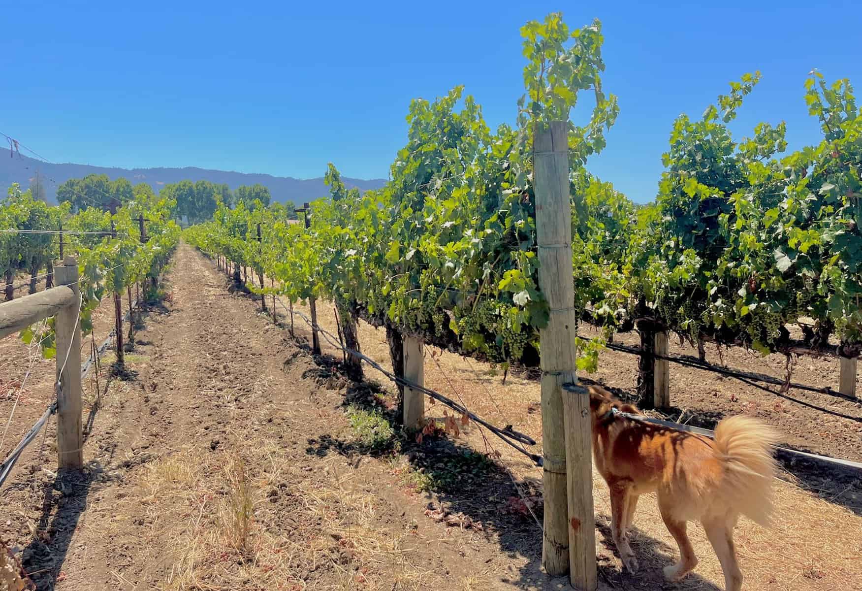 A golden retriever walks through dog friendly vineyards in Napa Valley.