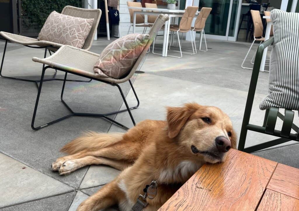 A golden retriever rests his head contemplatively on the low patio table.