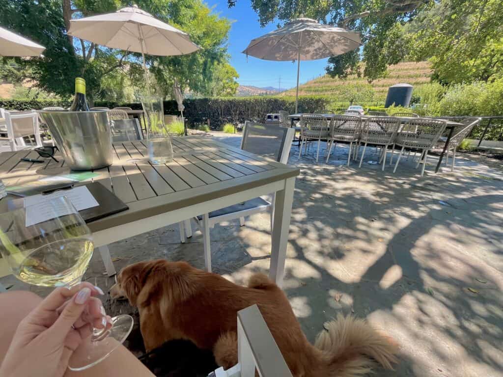 A golden retriever dog lays on the ground of a patio. On the table is a bottle of wine in an ice bucket. A hand holds a glass of white wine.