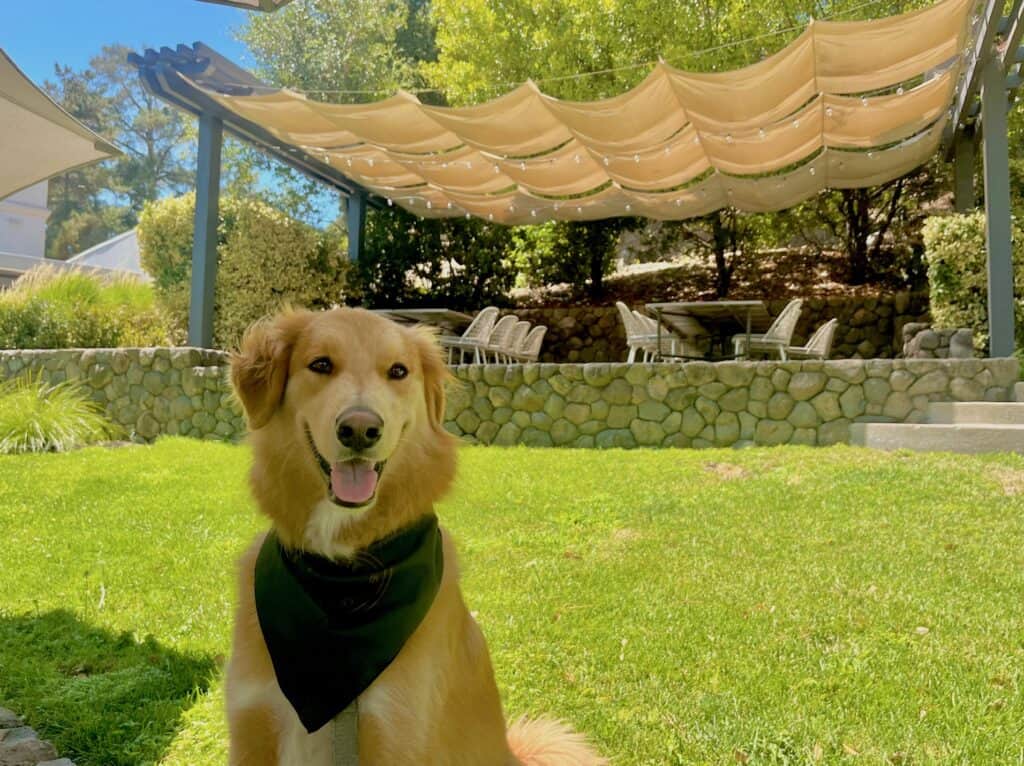 A golden retriever in a black bandana smiles as he sits in a grassy patio area.