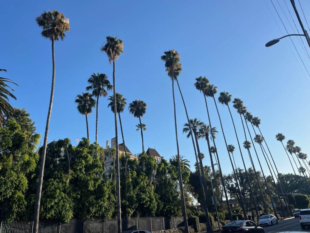 Towering palm trees line the city street of Los Angeles with multiple cars parked on the street below.