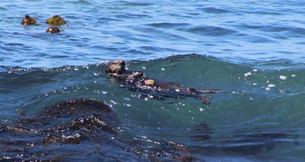 An otter floats on its back in a rising wave with seaweed floating nearby.