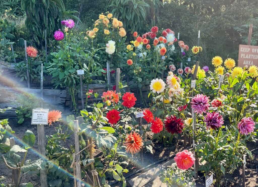 A variety of different dahlia flowers in full bloom at the San Francisco Botanical Garden on a sunny day.