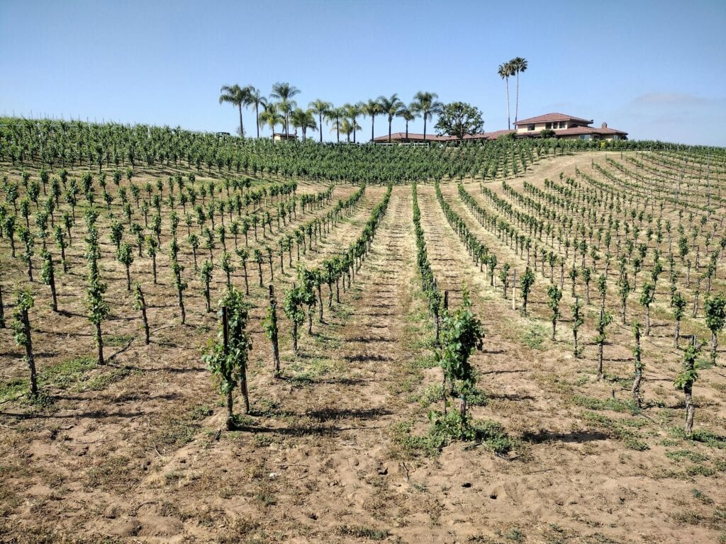 Rolling dried hills with growing grape vines, a perfect day trip to Temecula from coastal San Diego.