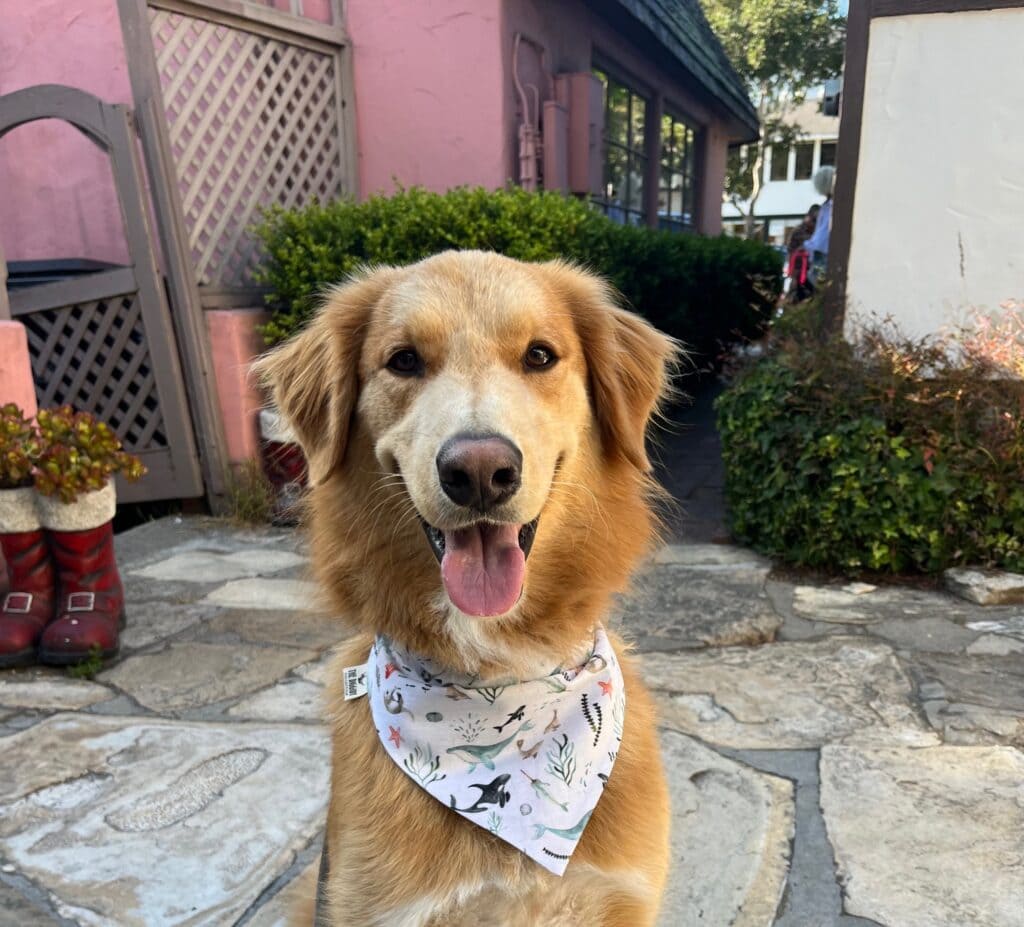 A happy golden retriever wearing a white bandana with small, colorful illustrations, sitting on a stone pathway in front of a pink building with lattice panels and greenery. The dog is looking directly at the camera with its tongue out, creating a cheerful and welcoming scene.