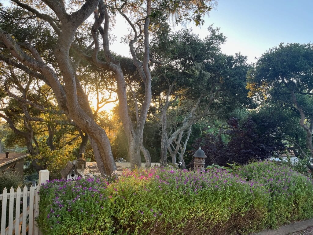 A serene view of a garden with tall, curving trees illuminated by the warm glow of a setting sun. In the foreground, a white picket fence and vibrant purple flowers line the edge of the scene.