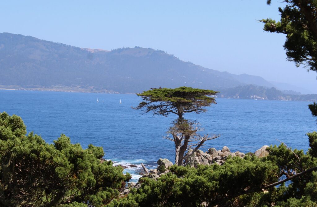 A coastal scene featuring a lone cypress tree standing on rocky cliffs, with the deep blue ocean stretching out to the mountainous shoreline in the background. Small sailboats can be seen in the distance on the water.